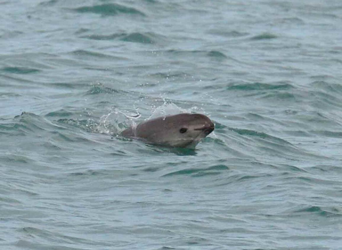 Fracasa conservación de la vaquita marina