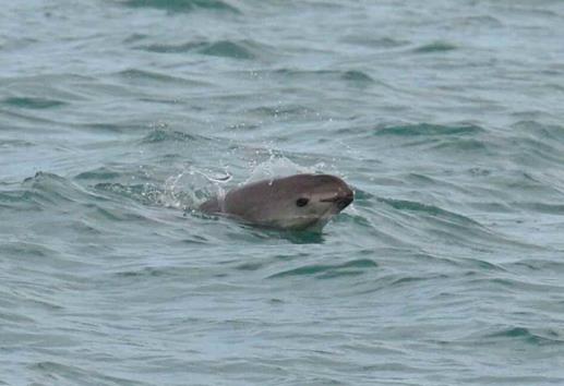 Fracasa conservación de la vaquita marina