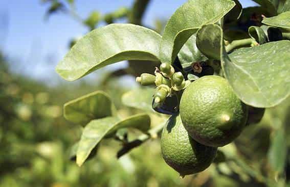 Limones o mangos de Veracruz valen hasta 10 veces más en el extranjero