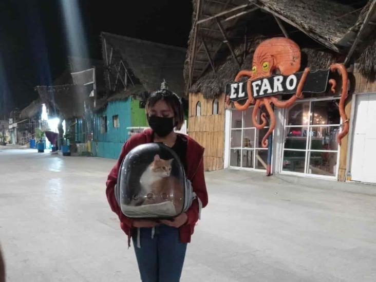 Rescatan a Panchito, gatito de Xalapa perdido en playa de Veracruz