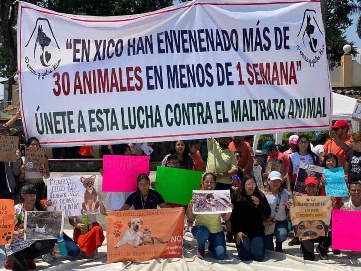 Animalistas interponen denuncia por envenenamiento masivo de perros en Xico