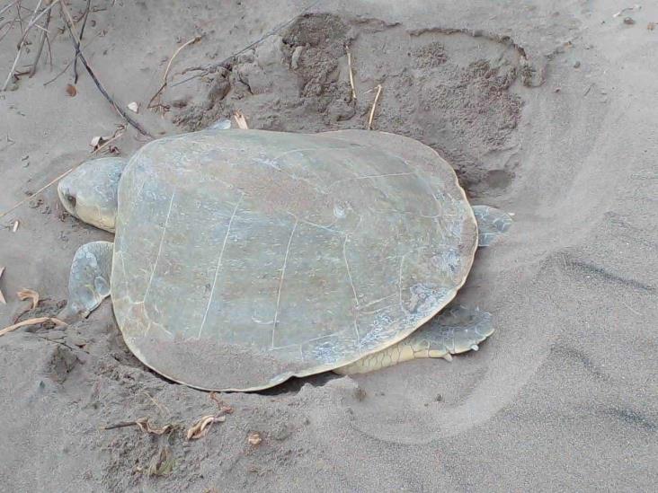 Arriban tortugas a La Antigua; desovan más de 800 huevos