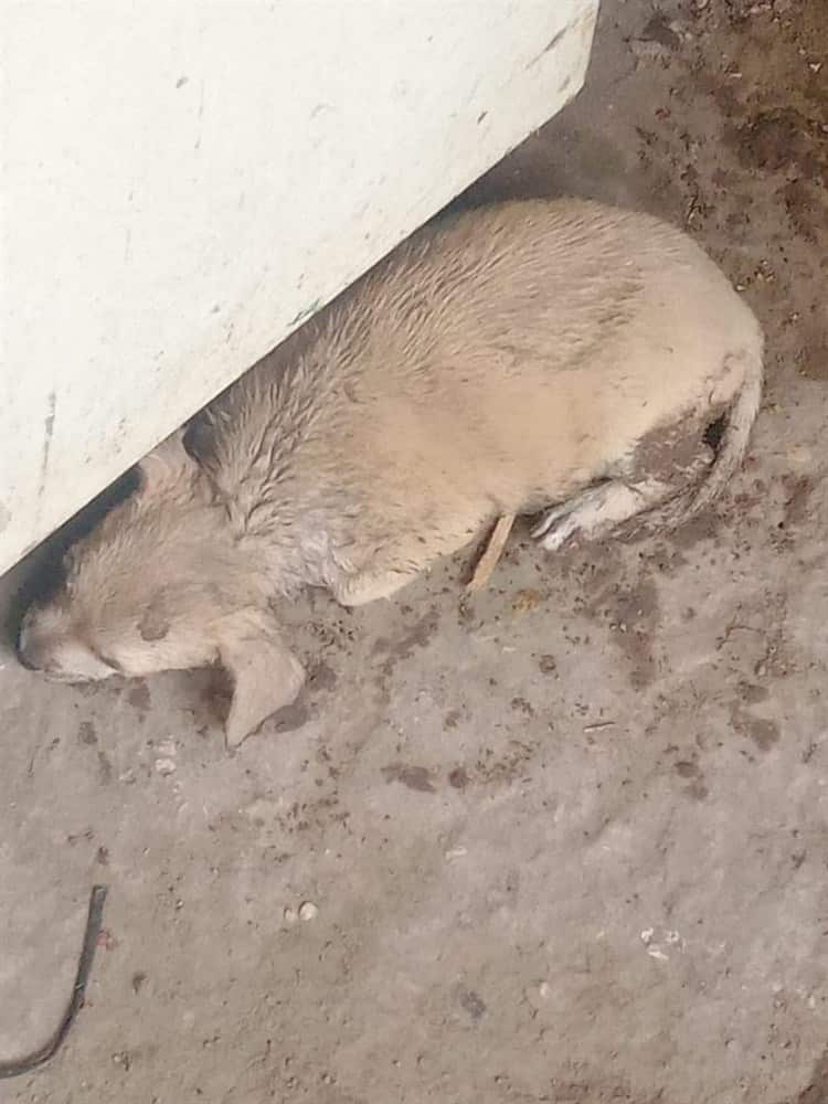 Perra y sus cachorros terminan envenenados en Jáltipan