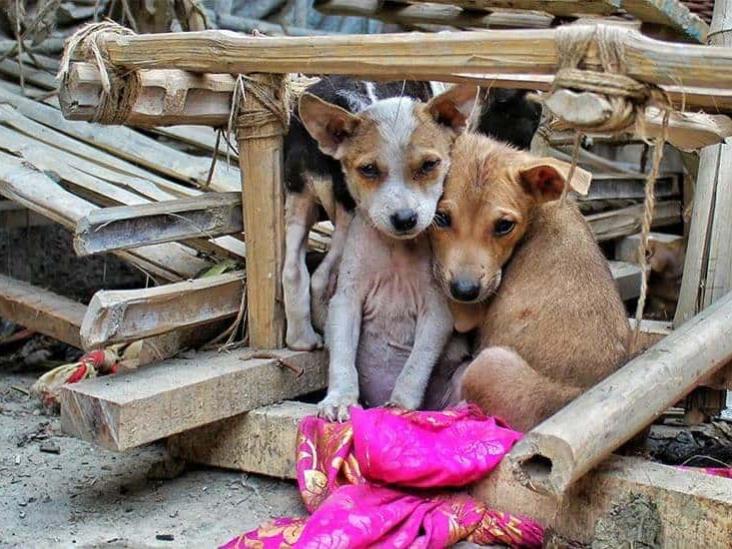 El sufrimiento invisible: la realidad de los animales abandonados en Xalapa