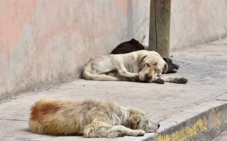 El sufrimiento invisible: la realidad de los animales abandonados en Xalapa