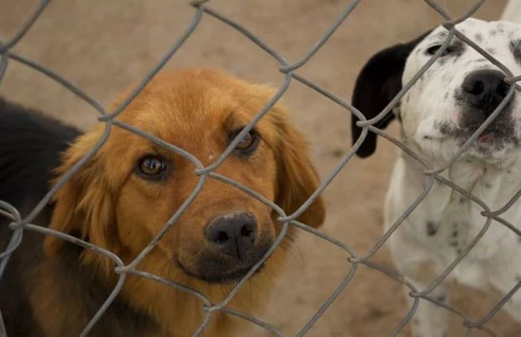 El sufrimiento invisible: la realidad de los animales abandonados en Xalapa