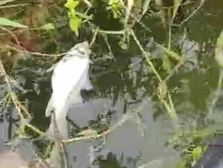 Por derrame tóxico, mortandad de peces en arroyo que conecta al río Coatzacoalcos