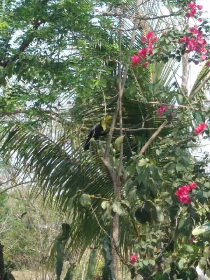 ¡Sorprenden a habitantes! Avistan par de tucanes en comunidad Salsipuedes de Medellín