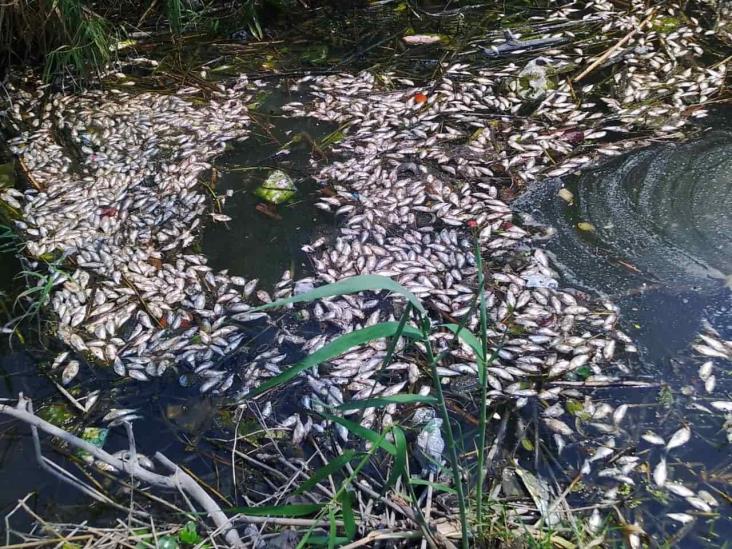 Exigen auditoría por mortandad de peces a Urbanizadora Medellín