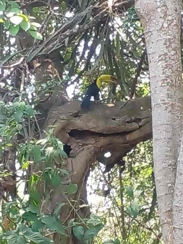 ¡Sorprenden a habitantes! Avistan par de tucanes en comunidad Salsipuedes de Medellín