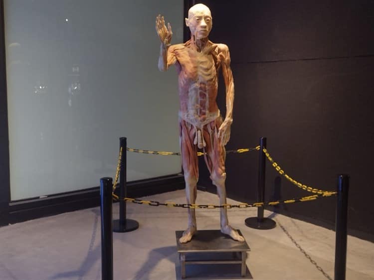 Llega a Boca del Río exposición de cuerpos humanos reales