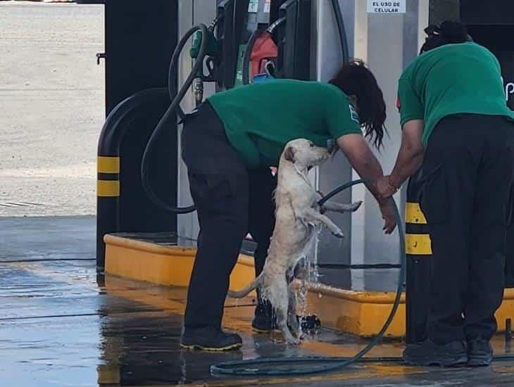 ¡Ternuritas! En gasolinera, empleadas dan baño a perrito