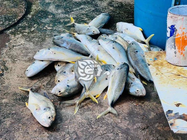 En abril, repunta pesca en Coatzacoalcos hasta 70 %