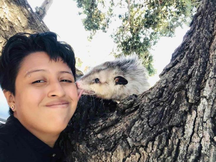 Piden ayuda para localizar a Durazno, un tierno tlacuache mascota