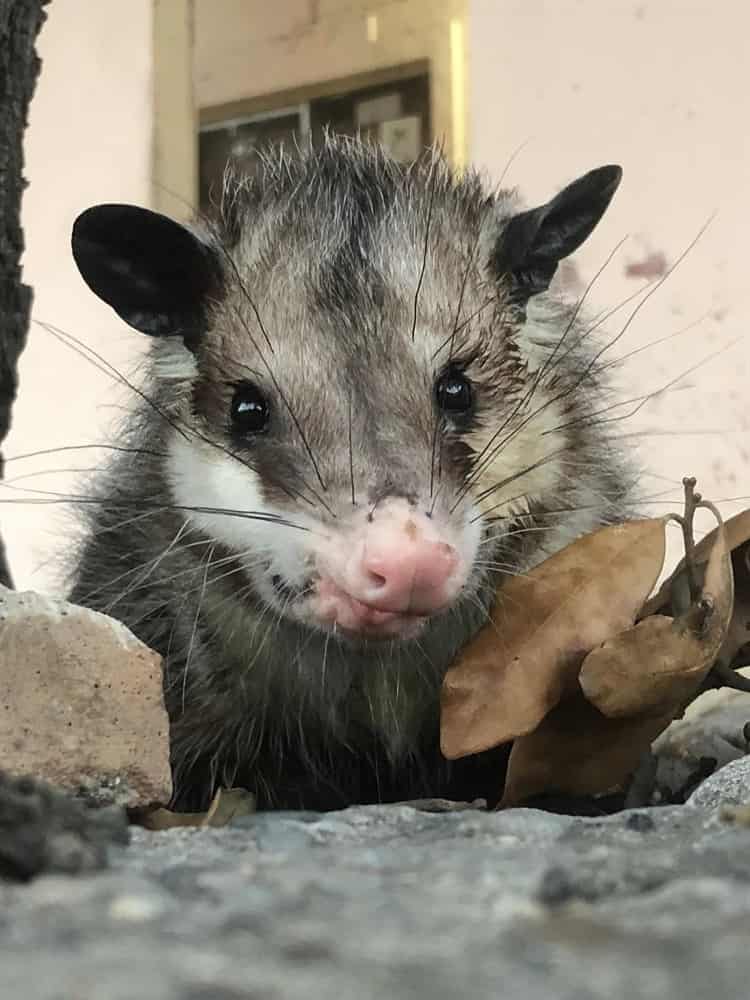 Piden ayuda para localizar a Durazno, un tierno tlacuache mascota