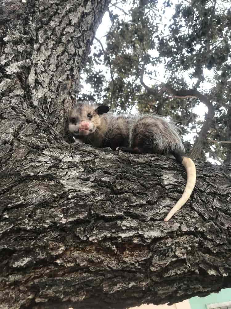 Piden ayuda para localizar a Durazno, un tierno tlacuache mascota