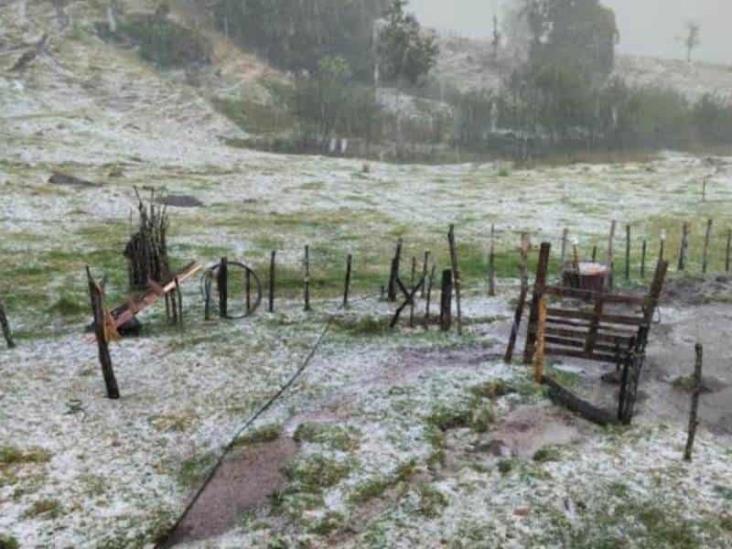 Sequía no, pero granizadas sí han afectado al campo de Veracruz