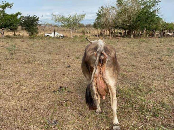 Ganaderos de Veracruz buscan cómo sobrevivir a temporada de estiaje