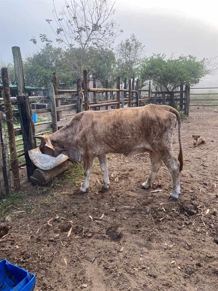 Ganaderos de Veracruz buscan cómo sobrevivir a temporada de estiaje