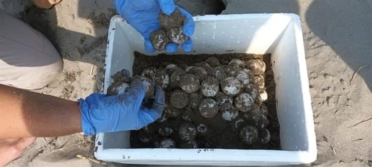 Tortuga Lora desova en playas de Boca del Río más de 100 huevos