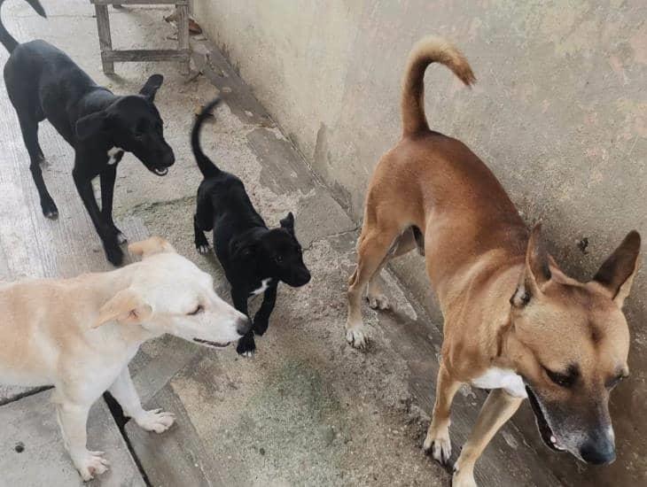 En Nanchital, por primera vez podrán registrar a sus mascotas