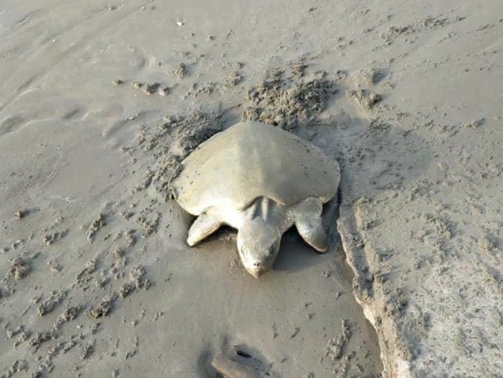 Tortuga Lora desova en playas de Boca del Río más de 100 huevos