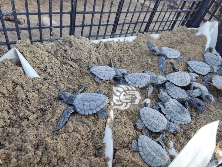 Caretta MX continúa preservando a las tortugas en el sur de Veracruz