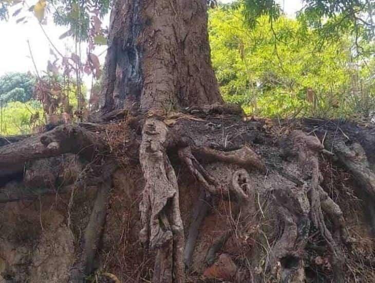 En Jáltipan, piden rescatar árbol antiguo; sus raíces están expuestas