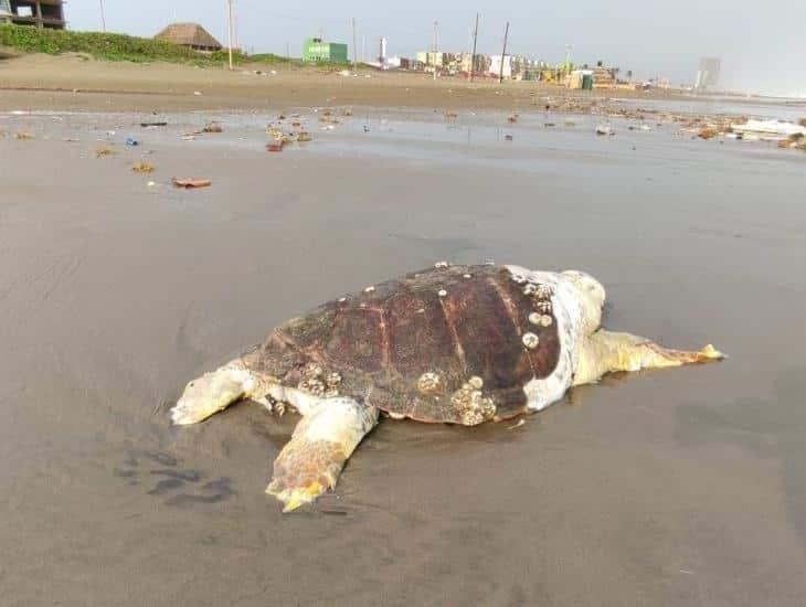 Encuentran otra tortuga muerta en playa de Coatzacoalcos