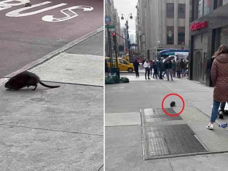 Ratas gigantes inundan Nueva York