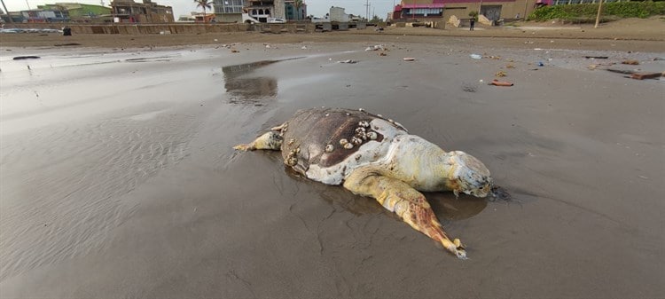 Hallan tortuga muerta en playa del sur de Veracruz