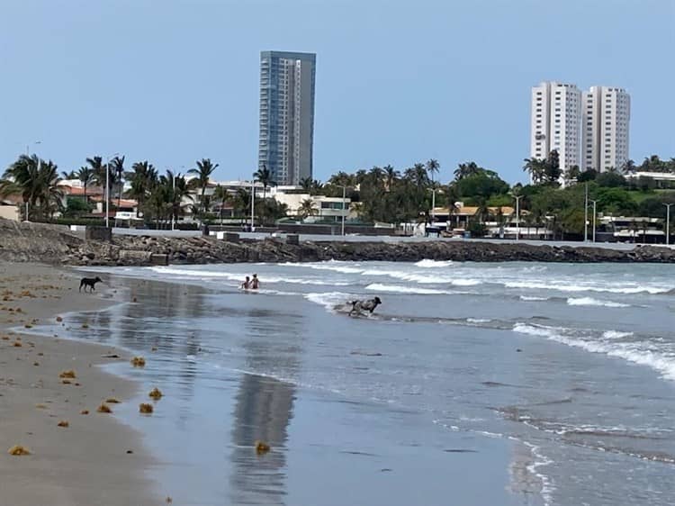 ¡Como en Cancún! Sargazo llega a playas de Boca del Río (+Video)