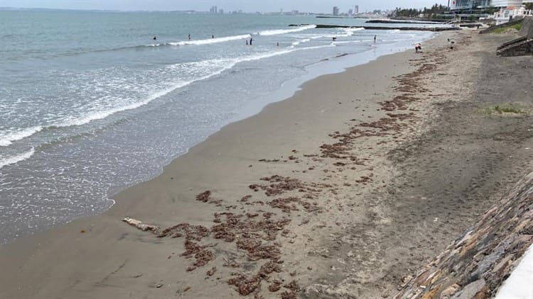 ¡Como en Cancún! Sargazo llega a playas de Boca del Río (+Video)