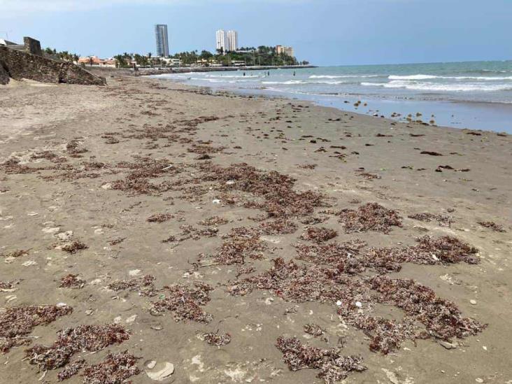 ¡Como en Cancún! Sargazo llega a playas de Boca del Río (+Video)