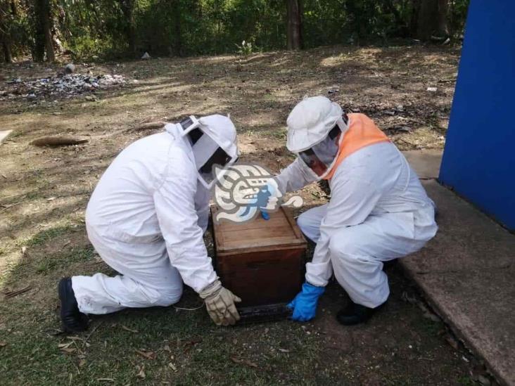 Asegura PC Soconusco enjambre de abejas en jardín de niños