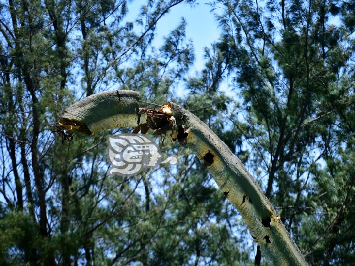 En extinción, Parque Jurásico de Coatzacoalcos