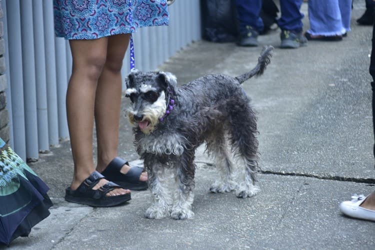 Así es como podrás registrar a tu mascota en Coatzacoalcos