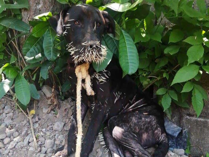 Lomito es atacado por puercoespín en Coatzacoalcos