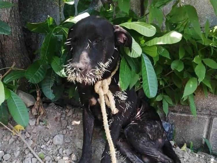 CCA Coatzacoalcos no atendió a perrito atacado por puercoespín; veterinario particular lo ayudó