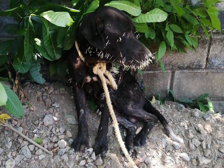 Lomito es atacado por puercoespín en Coatzacoalcos