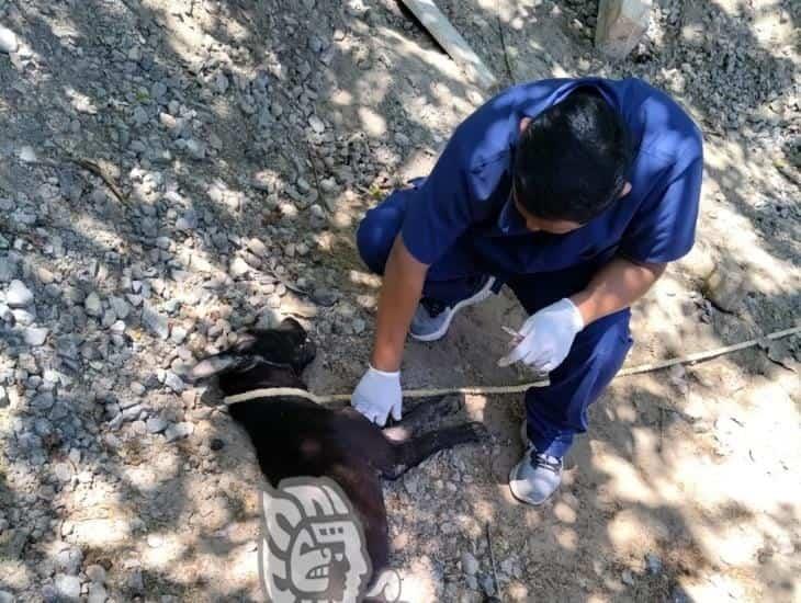 CCA Coatzacoalcos no atendió a perrito atacado por puercoespín; veterinario particular lo ayudó