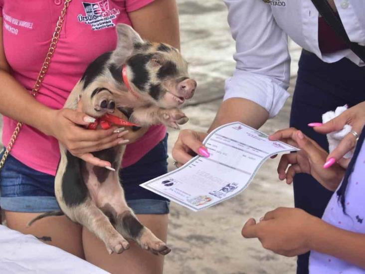 En Úrsulo Galván, registran mascotas por Día del Niño