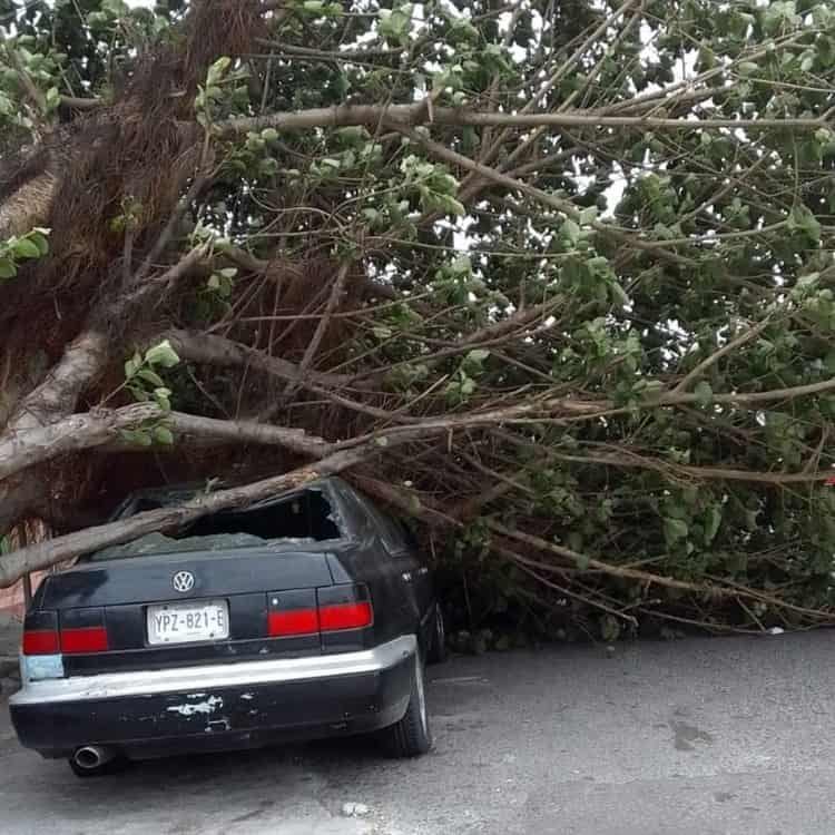 Por fuertes vientos reportan árboles caídos, techos desprendidos y estructuras derribadas en Veracruz