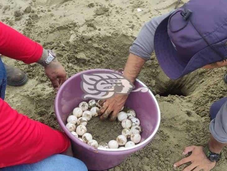 Resguarda PC Coatzacoalcos 101 huevos de tortuga