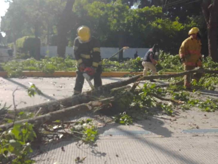 Fuertes ráfagas de viento tiran árboles y ramas en Xalapa