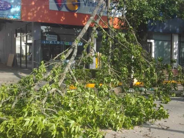 Fuertes ráfagas de viento tiran árboles y ramas en Xalapa