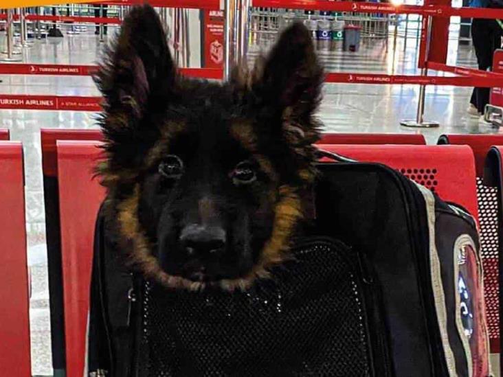 Recibe Sedena cachorro donado por Turquía