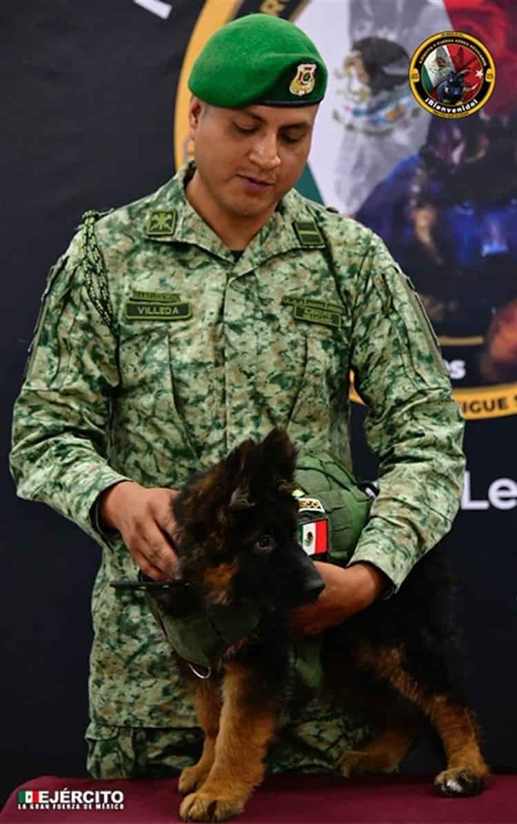 Llega a México cachorro donado por Turquía tras muerte de Proteo, perrito rescatista de la Sedena