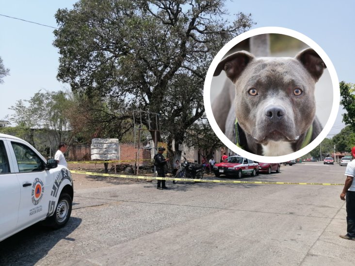 No debe satanizarse a razas de perros; depende su crianza: PATAS A.C