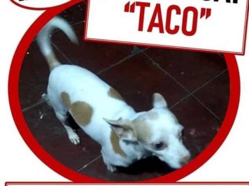 Taco se perdió en Veracruz; familia ofrece recompensa